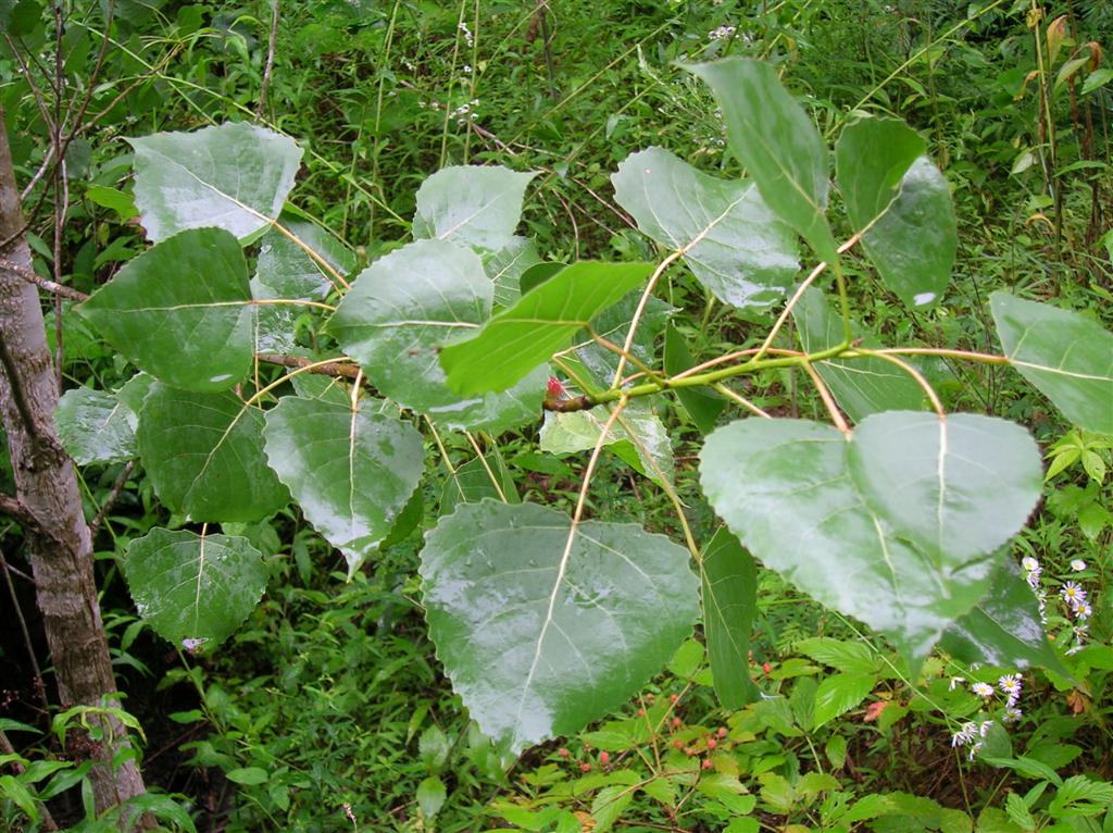 Eastern Cottonwood