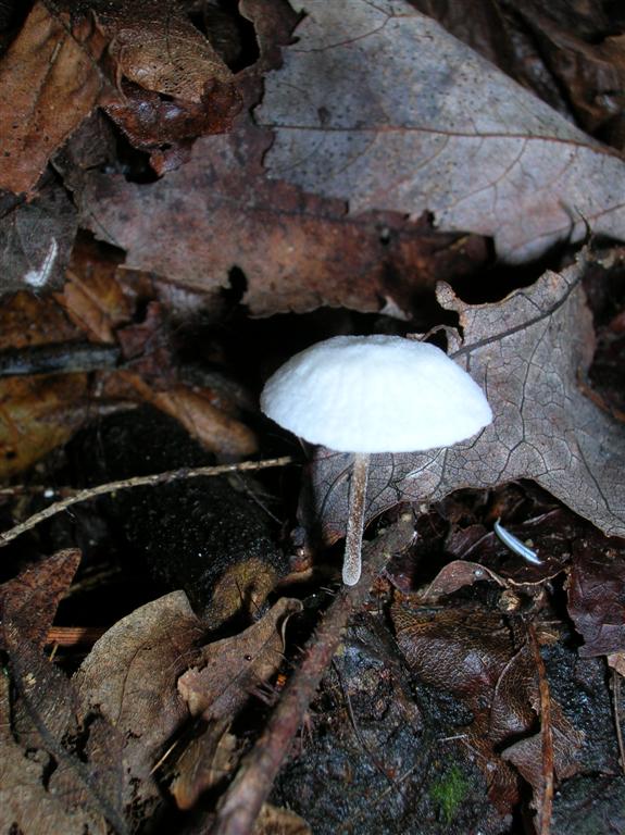 Marasmius species?