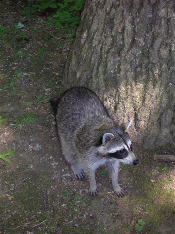 Raccoon