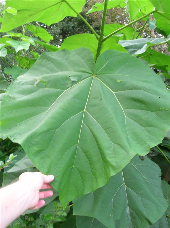 Huge Leaf - Royal Paulownia