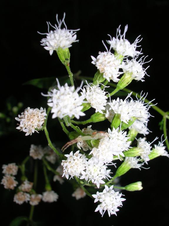 White Flower