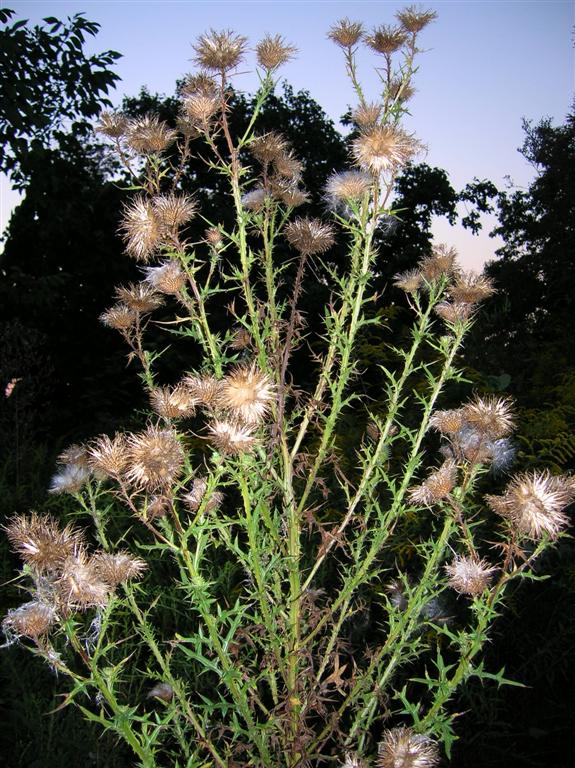 Thistle