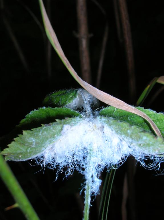 Fungus attacking Blackberry vine