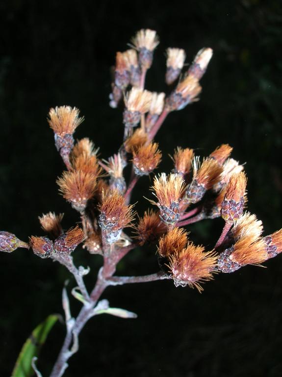 Autumn Seeds