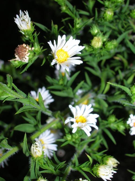 Daisy Fleabane