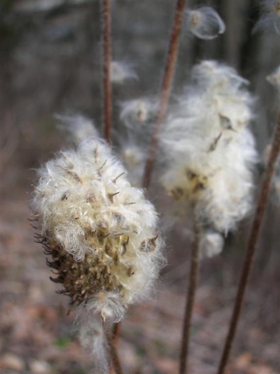 Winter Seeds