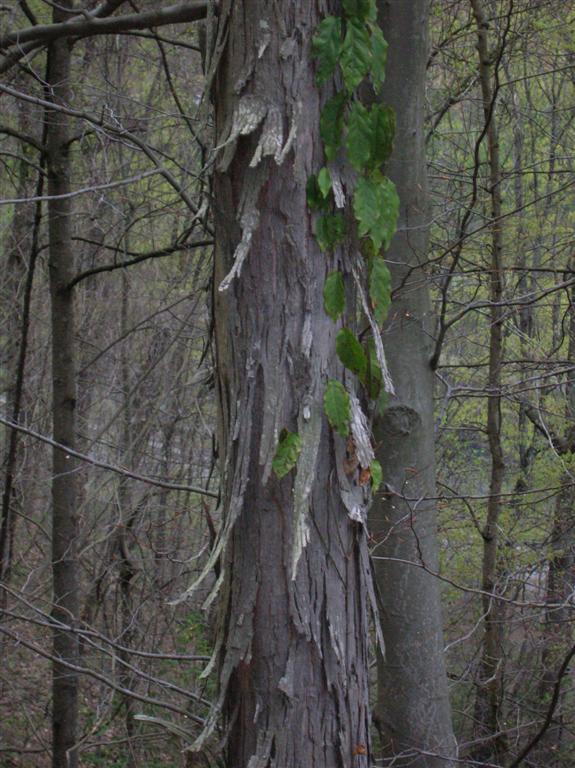 Shagbark Hickory