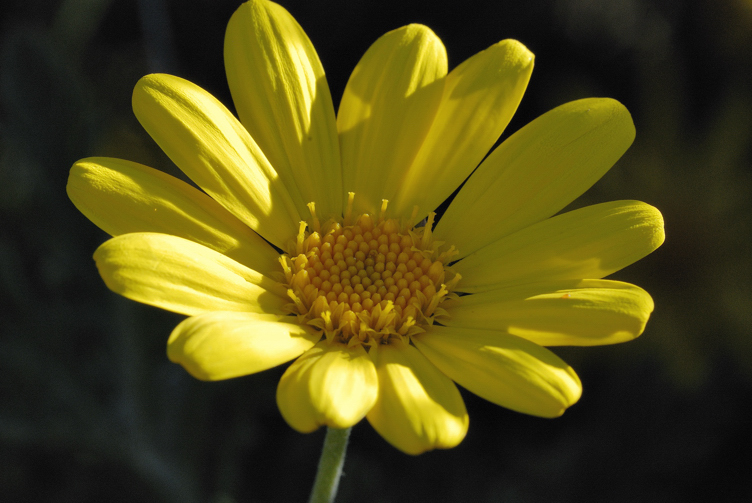 Euryops Daisy - a tough, hardy and cheerful Winter flowering shrub.