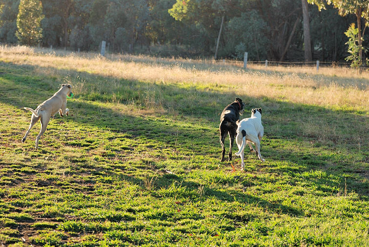 Heading off on our early morning walk - Tom taking his green ball!