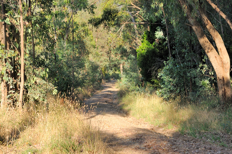 Track - down towards the road.