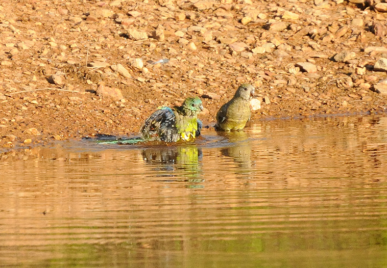 Grass Parrots - its been a warm day!