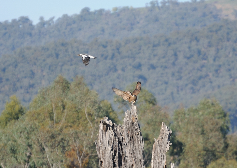 Brown Falcon and Magpie