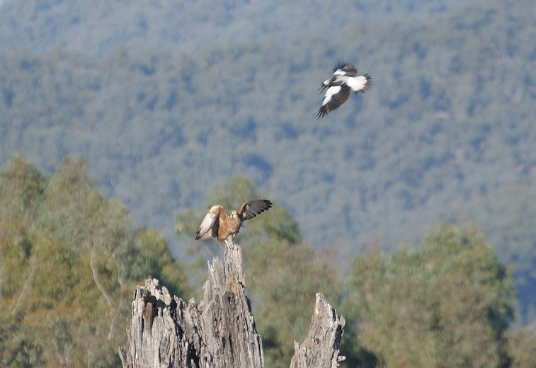 Brown Falcon and Magpie