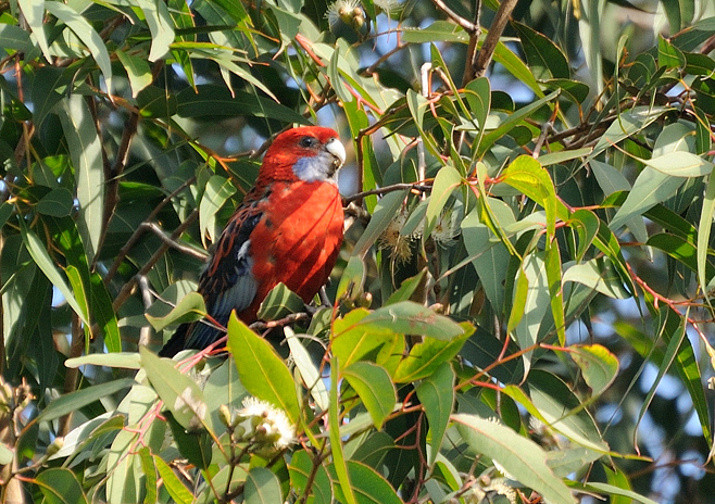 Crimson Rosella