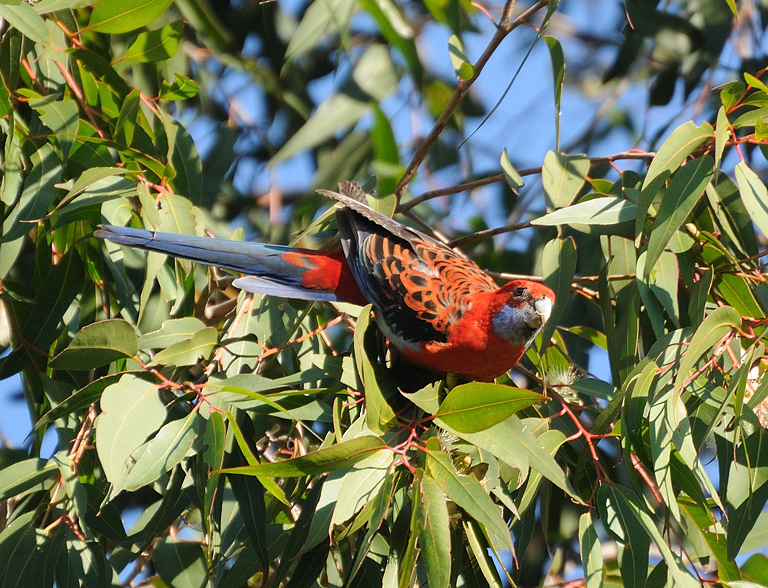 Crimson Rosella