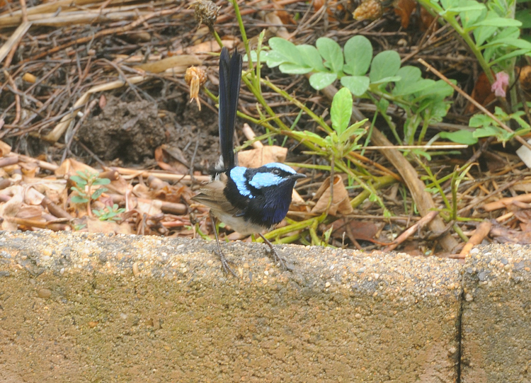 Male Superb Blue Wren