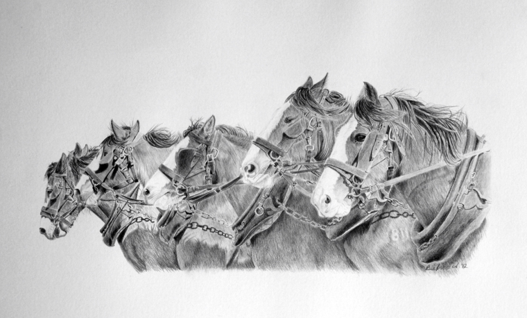 Team of six draft horses - only the ears of the far horse can be seen.