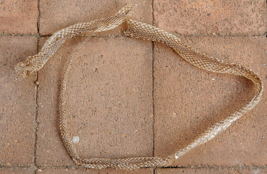 Discarded Brown Snake skin - 3 6- 1m 15 cm