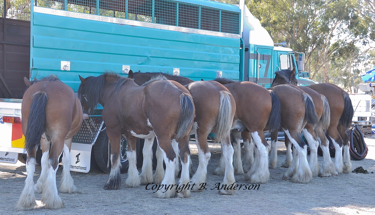 The team lined up and ready for work, with a lot of horsepower