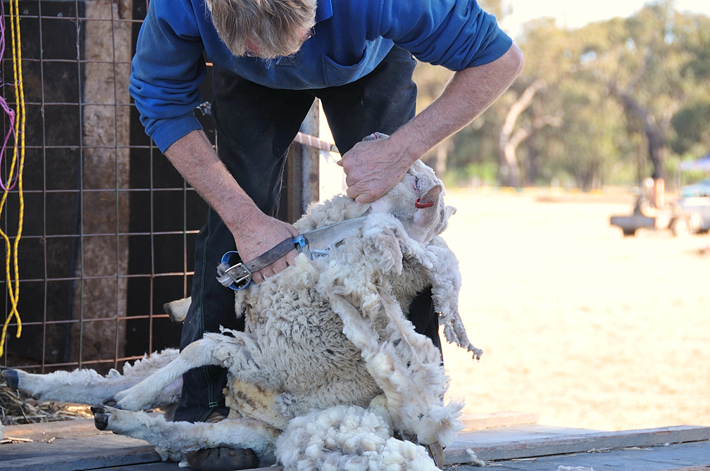 Blade shearing, he knew what he was doing, good they now have electric shears