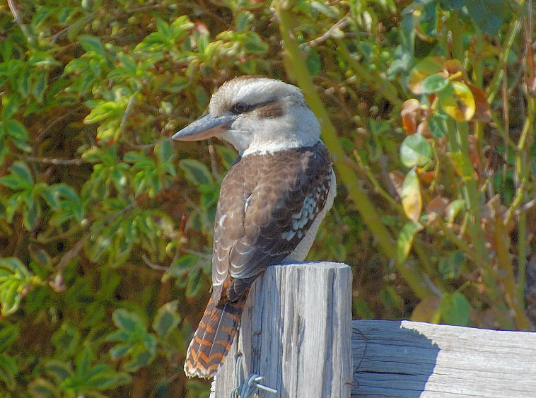 Kookaburra - taken through the window.
