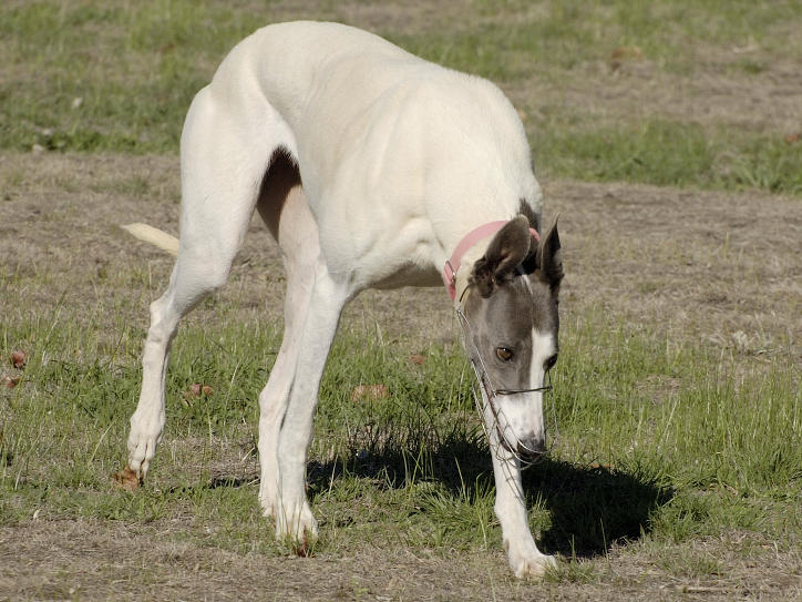 Foster Greyhound, Hilary, a fine strong, and very calm lady, who arrived to-day, 11-5-07