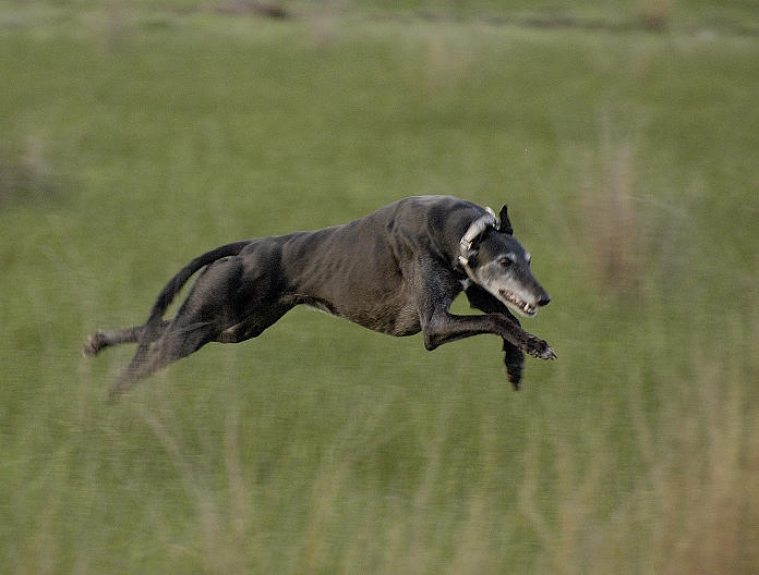 Greyhound power and speed at full stretch