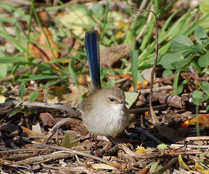 Male Superb Blue Wren in his brown Winter suit, but still with a blue tail.