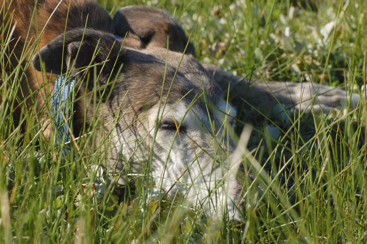 Old dog in the grass