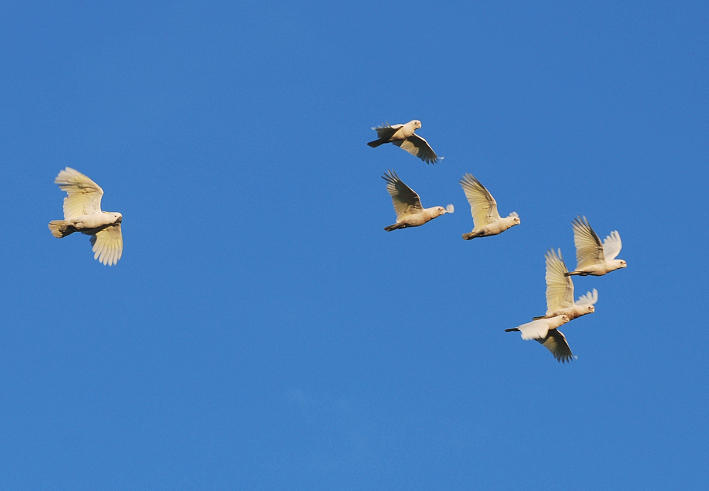 Cockatoo & Small-billed Corellas