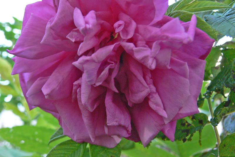 7-20-10.jpg