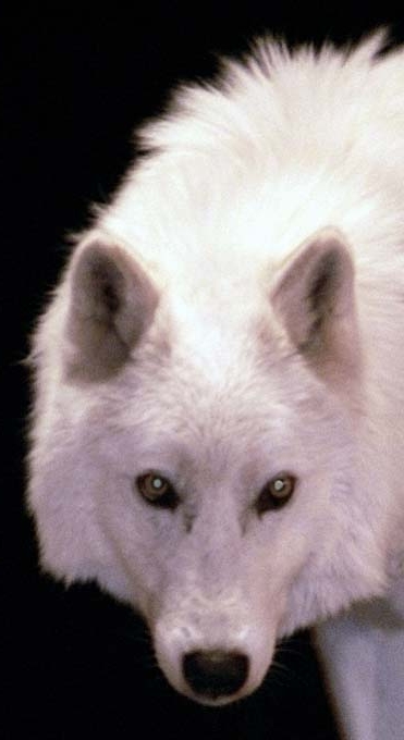 Arctic Wolf