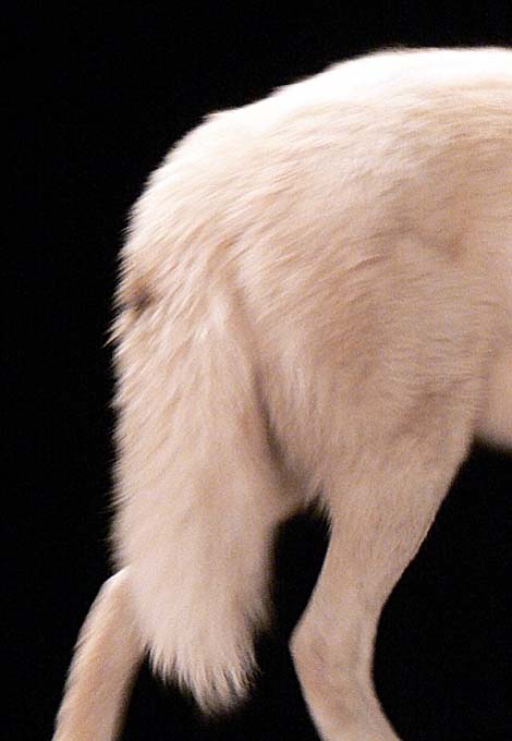 Arctic Wolf