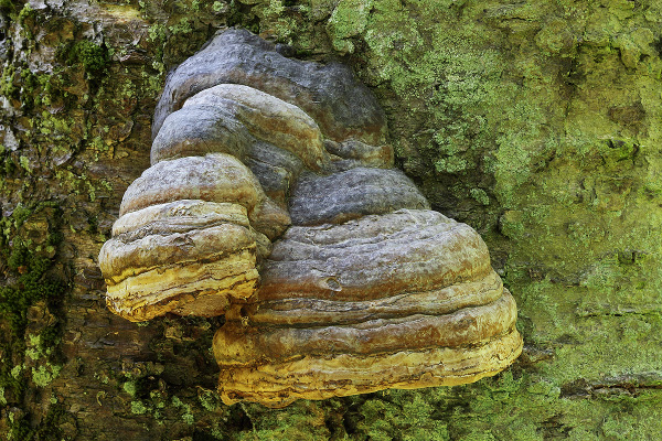 Horses Hoof fungus/False Tinder fungus, Fomes fomentarius