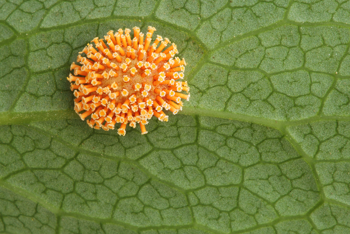 Common Barberry Rust