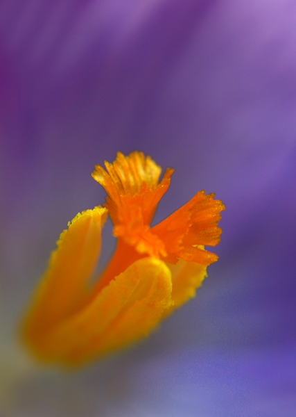 Stamen