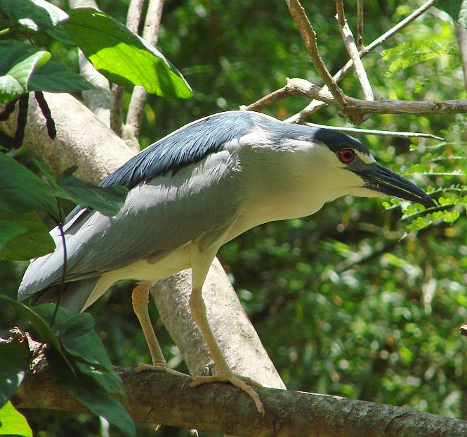 hm ... Black-Crowned Night Heron