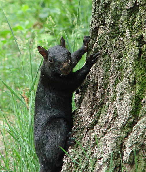 High Park - Black Squirrel