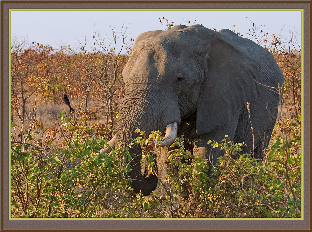 Elephant (5017)