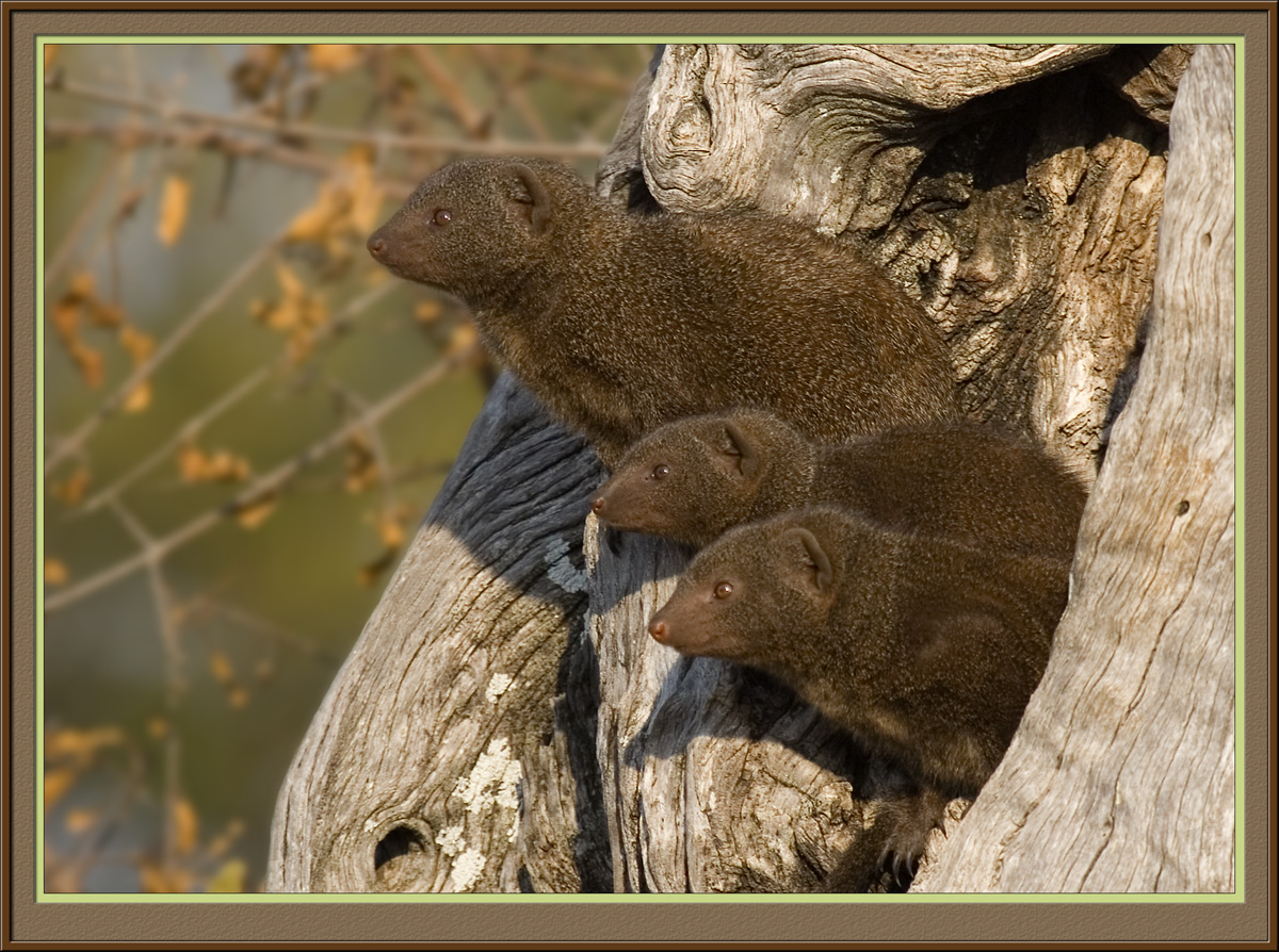 Mongoose (5045)