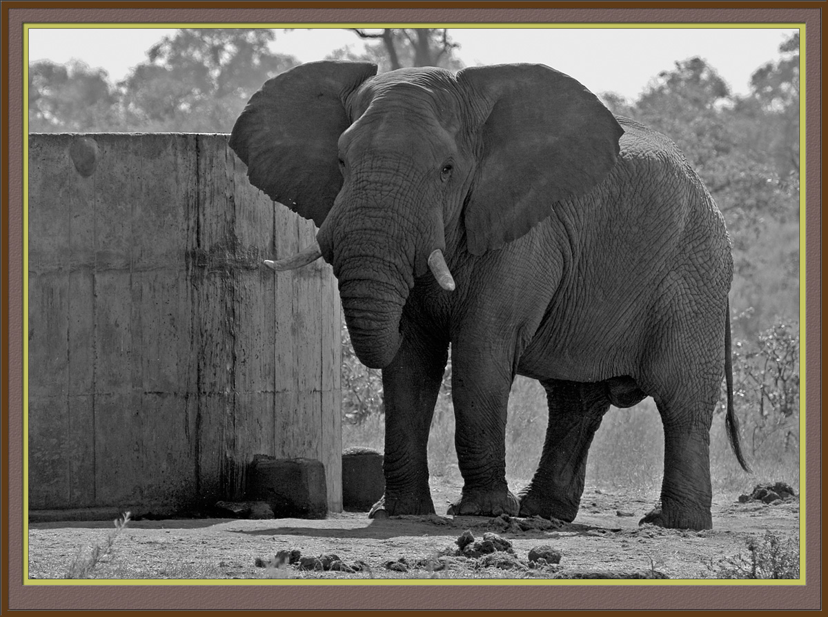 Elephant At Dam [B&W version]  (5154)