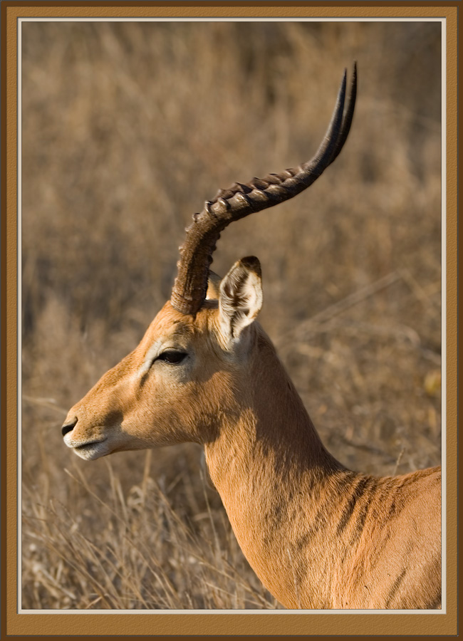 Impala Ram (5539)