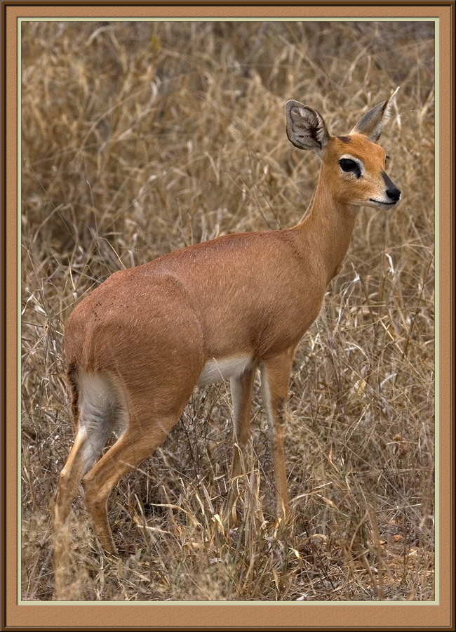Steenbok (5624)