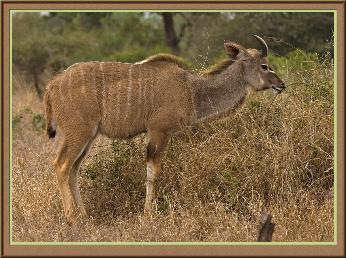 Sub adult Kudu male (5633)