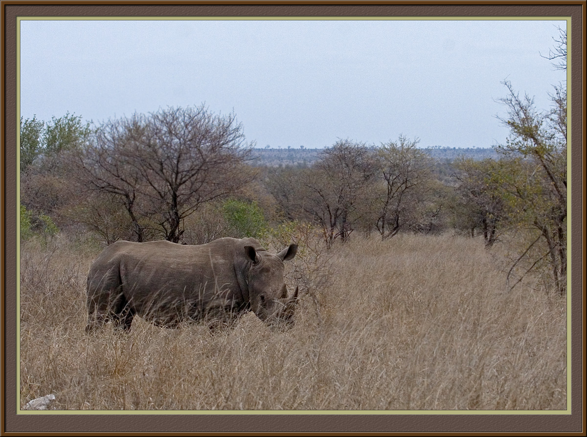 Rhino (5746)