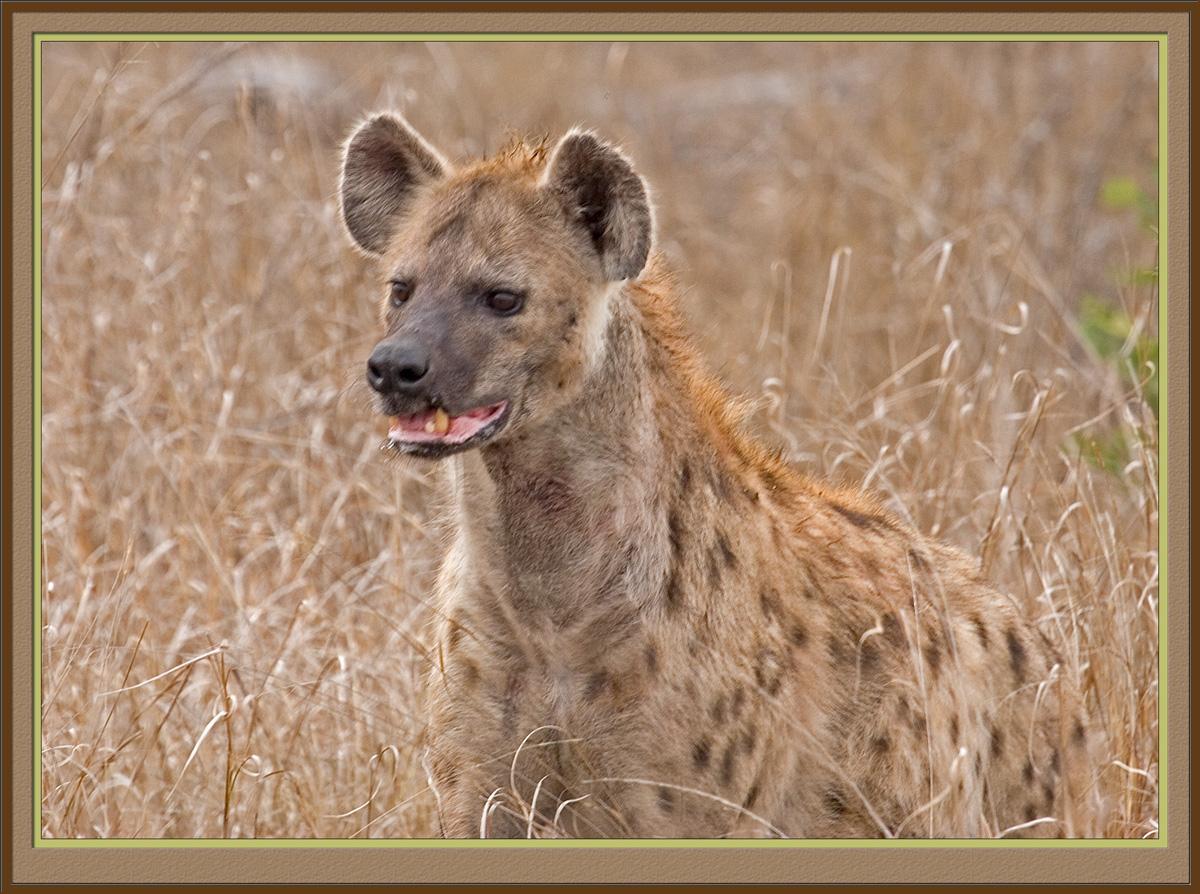Hyena (5846)