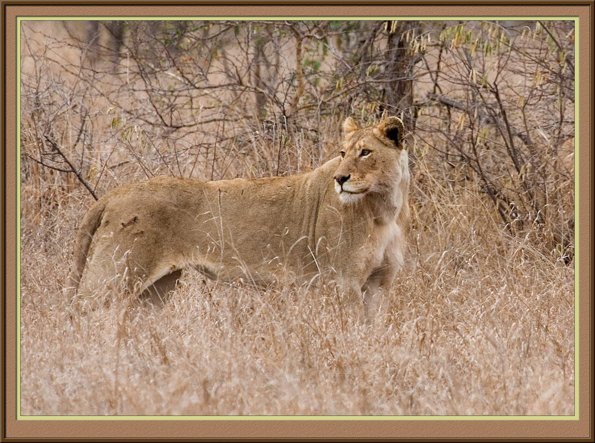 Lioness (5859)