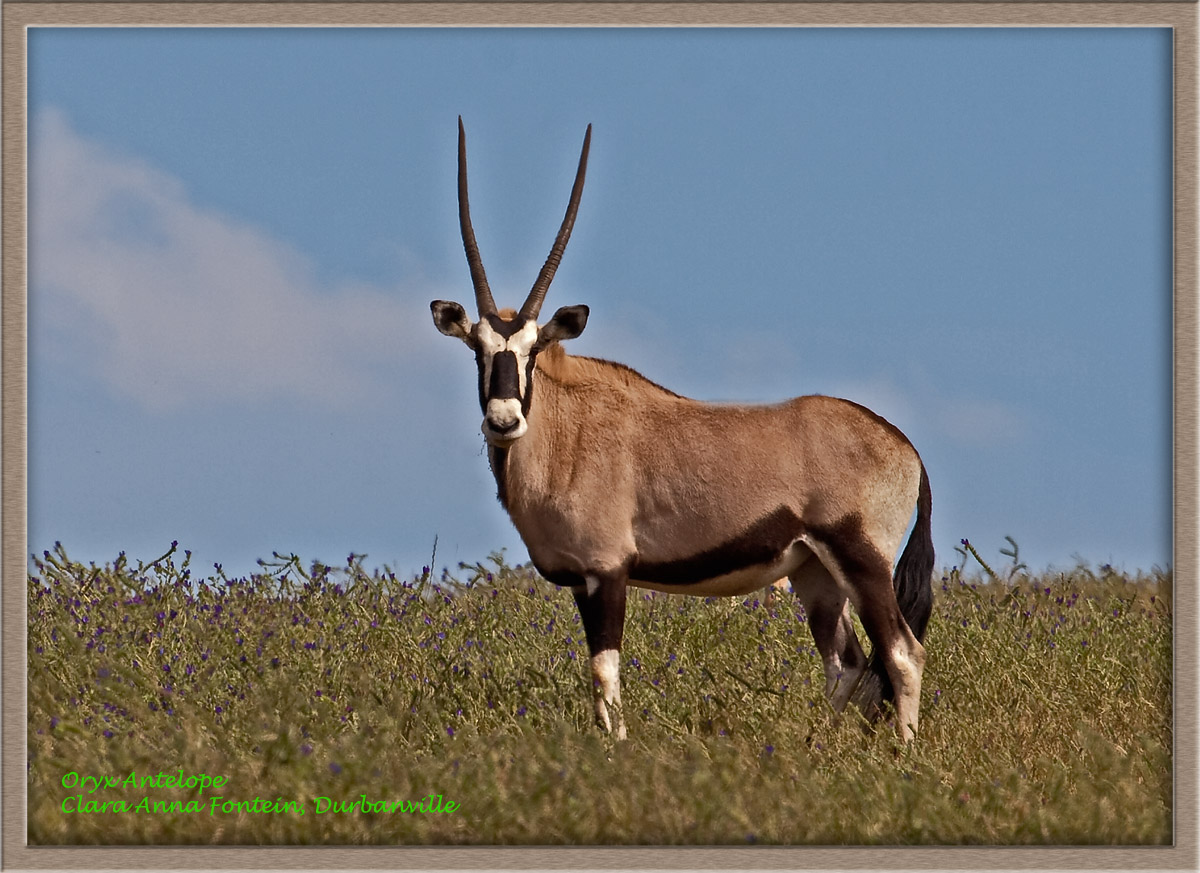 Oryx (8035)