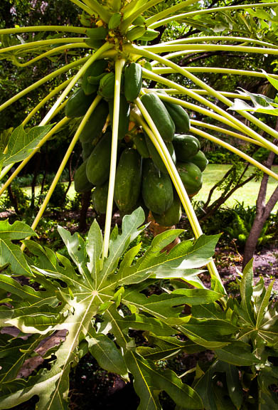 Alamo Papayas (who knew?)