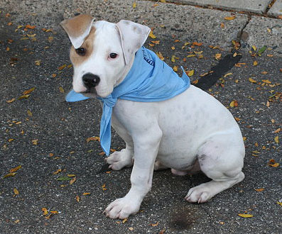 Petey